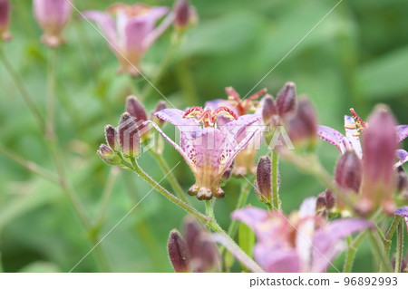 Purple flower of lesser cuckoo [green background] 96892993
