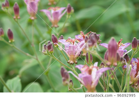 Purple flower of lesser cuckoo [green background] 96892995