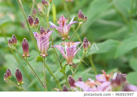 Purple flower of lesser cuckoo [green background] 96892997