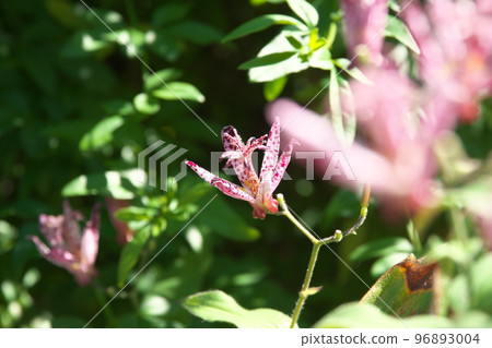 Purple flower of lesser cuckoo [green background] 96893004