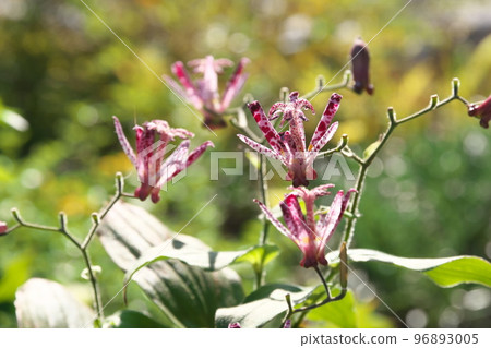 Purple flower of lesser cuckoo [green background] 96893005