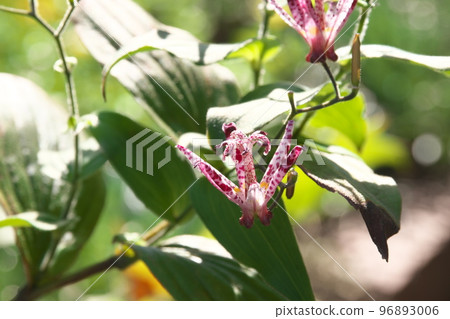 Purple flower of lesser cuckoo [green background] 96893006