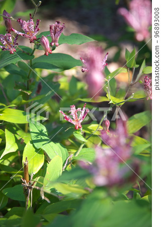 Purple flower of lesser cuckoo [green background] 96893008