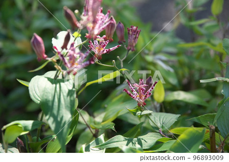 Purple flower of lesser cuckoo [green background] 96893009