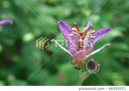 Purple flower of lesser cuckoo [green background] 96893011