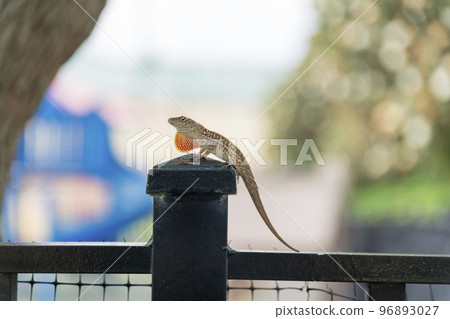 Bark anole lizard on top of a newel post at Miami, Florida 96893027