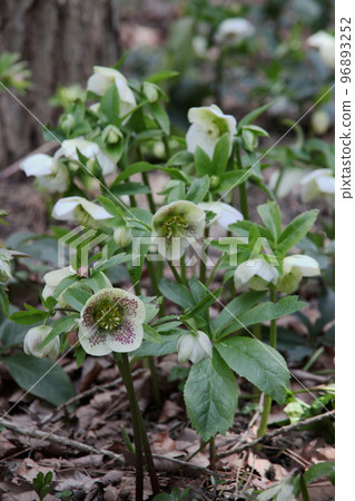 聖誕節玫瑰 96893252