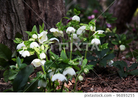 Christmas rose 96893255