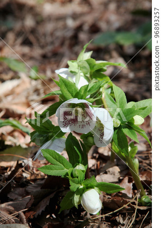 Christmas rose 96893257