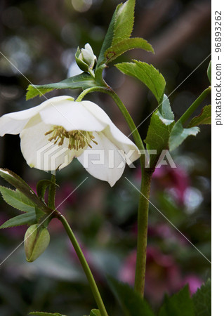 Christmas rose 96893262