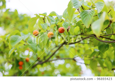 Yamabote的果實 96893423