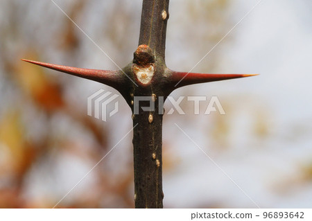 Leaf scars and winter buds of Japanese pepper 96893642