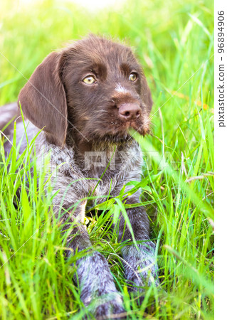 A beautiful brown deutsch drahthaar puppy with green eyes lying in tall grass. A beautiful brown deutsch drahthaar puppy with green eyes lying in tall grass. 96894906