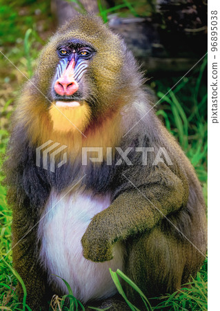 Lovely Mandril primate monkey resting, shy eyes, Congo, Africa Equatorial Lovely Mandril primate monkey resting, shy eyes, Congo, Africa Equatorial 96895038