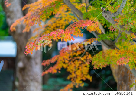 Autumn leaves at Kotohira Shrine (Iwaki City, Fukushima Prefecture) 96895141