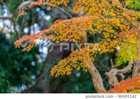 Autumn leaves at Kotohira Shrine (Iwaki City, Fukushima Prefecture) 96895142