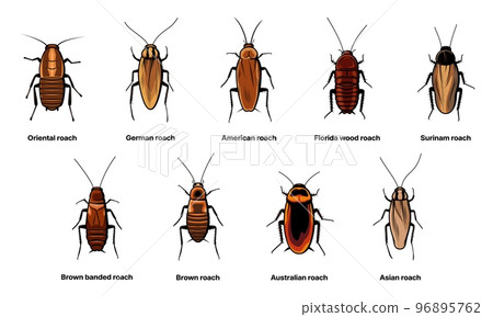Cockroach set, insect roach and bug species icons, vector. Biology or zoology and pest animal creatures, Asian cockroach, American and Australian brown or Surinam roach 96895762