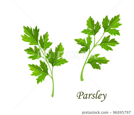 Parsley greenery, isolated vector cilantro or coriander garden spices branch with leaves. Cartoon fresh herb, plant for cooking, aromatic condiment. Seasoning twig, vitamin food 96895797