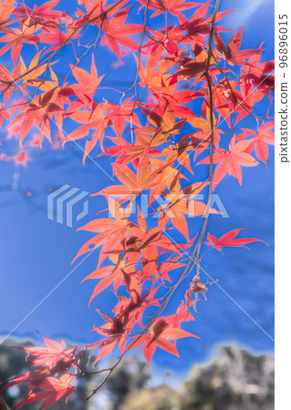 Autumn leaves on the Kuragi Noh stage in Yokohama 96896015