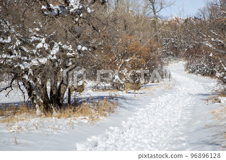 deer on hiking trail deer on hiking trail 96896128