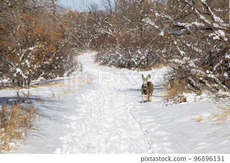 deer on hiking trail 96896131