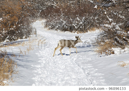 deer on hiking trail deer on hiking trail 96896133