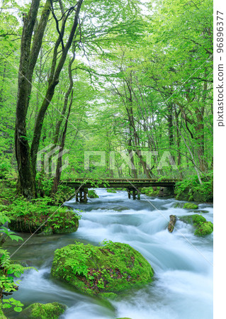 Aomori_Scene of wooden bridge over Oirase mountain stream 96896377
