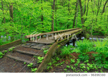 Aomori_Scene of wooden bridge over Oirase mountain stream Aomori_Scene of wooden bridge over Oirase mountain stream 96896380