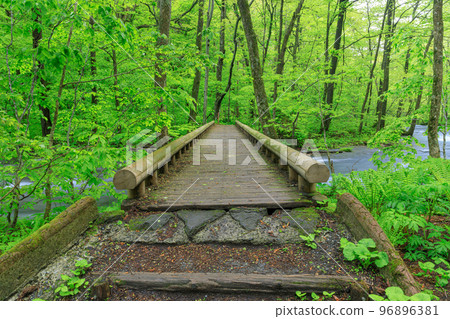 Aomori_Scene of wooden bridge over Oirase mountain stream Aomori_Scene of wooden bridge over Oirase mountain stream 96896381