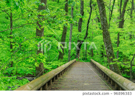 青森_奧入瀨溪流木橋場景 青森_奧入瀨溪流木橋場景 96896383