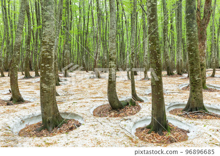青森縣_八甲田山毛櫸次生林開闊根部絕景 青森縣_八甲田山毛櫸次生林開闊根部絕景 96896685