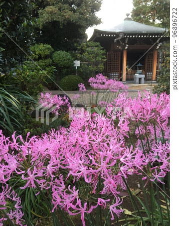 Pink diamond lilies blooming in clusters at Mursenji Temple, east of Ebisu Station, in early December 96896722