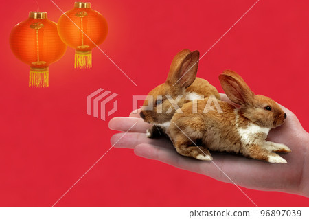 Happy Chinese New Year 96897039