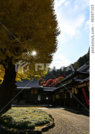 Uto Kannon Ginkgo at Koseiji Temple 96897105