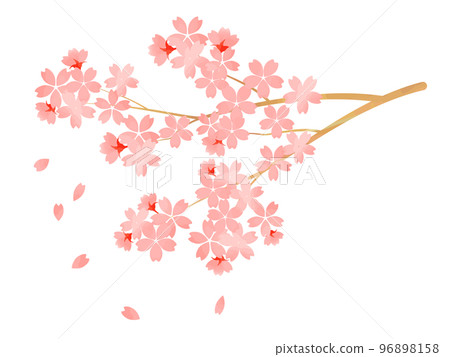 Illustration material of cherry blossoms in full bloom with branches 96898158