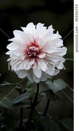 beautiful blooming dahlia beautiful blooming dahlia 96898354