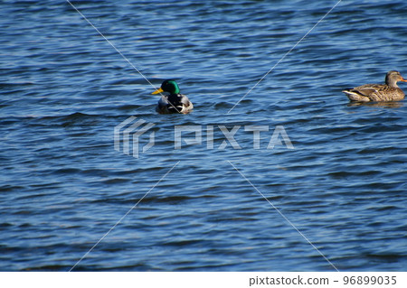 Mallard Duck 96899035