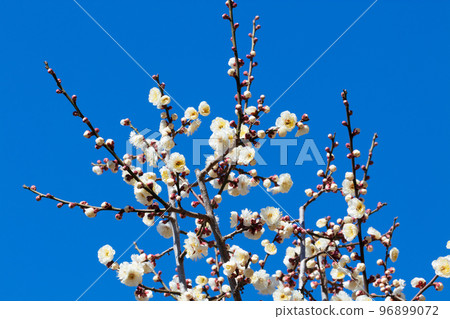 白梅花 96899072