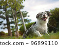 Blue merle border collie taking a walk with a smile 96899110