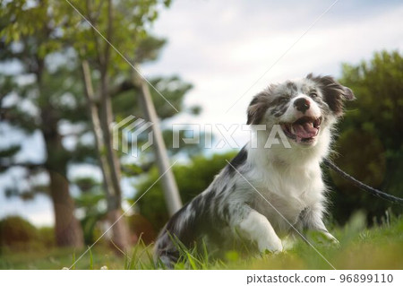 藍色隕石色邊境牧羊犬微笑著散步 96899110