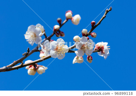 白梅花 白梅花 96899118