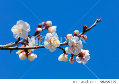 white plum blossom white plum blossom 96899119