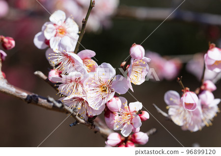 Pink plum blossoms Pink plum blossoms 96899120