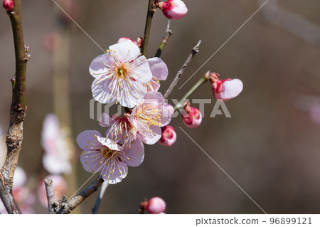 Pink plum blossoms Pink plum blossoms 96899121