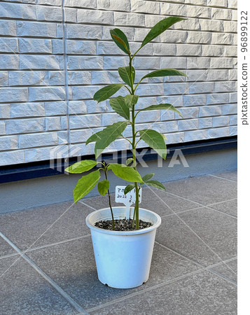 Houseplant Avocado Houseplant Avocado 96899122