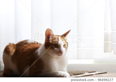 Cat basking in the sun by the window Cat basking in the sun by the window 96899227