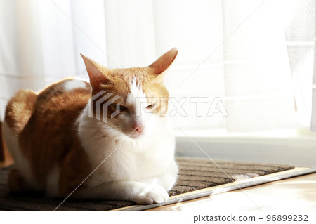 Cat basking in the sun by the window Cat basking in the sun by the window 96899232