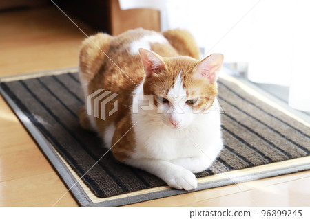 Cat basking in the sun by the window 96899245