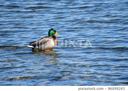 野鴨休息 96899265