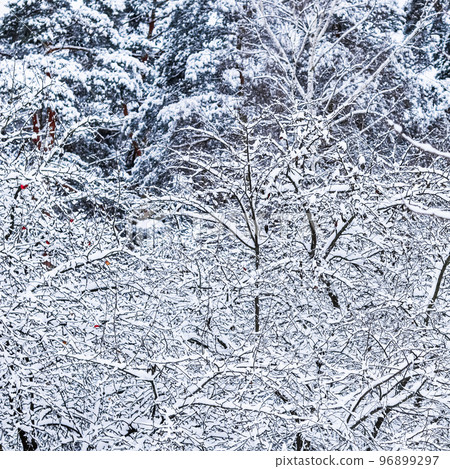Fluffy snow-covered trees branches, nature scenery with white snow and cold weather. Snowing landscape, winter holiday concept 96899297